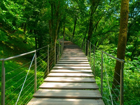Wooden bridge stairs for pedestrians in the green forestの写真素材
