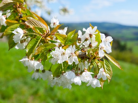 Blossoming cherry tree. Typical white petals of cherry tree in the spring time.の写真素材