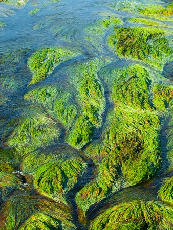 Detailed view of river grass and algae formed by water streamの写真素材