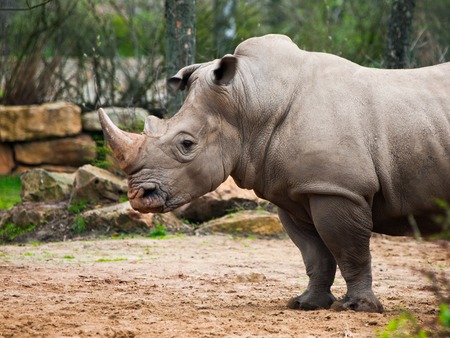 Black Rhinoceros, or Diceros bicornis, in the zoo. Detailed profile view.の写真素材
