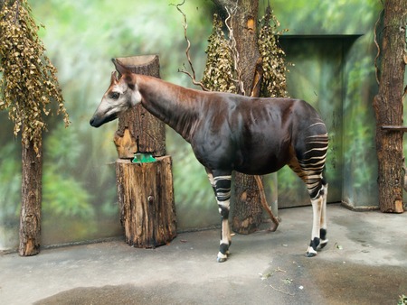 Okapi giraffe, Okapia johnstoni, in the indoor part of a zoo.の写真素材