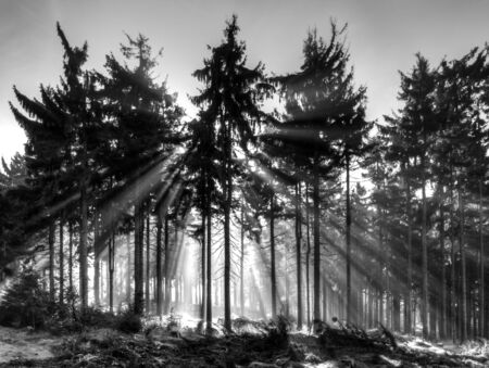 Bright sun rays shining through spruce forest. Black and white image.の写真素材