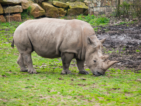 Black Rhinoceros - Diceros bicornis - grazing in the grass.の写真素材