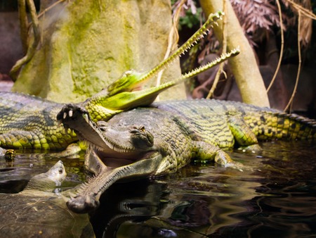 Gharial, or gavial - Gavialis gangeticus - with open mouth full of sharp teeth. Shallow depth of field.の写真素材