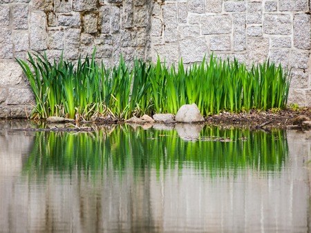 Detailed view of green plants reflected in the water of garden lake. Stone wall on the background.の写真素材