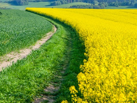 Yellow field of canola plant, used for making canola oil or adding in biofuel, yellow backgroundの写真素材
