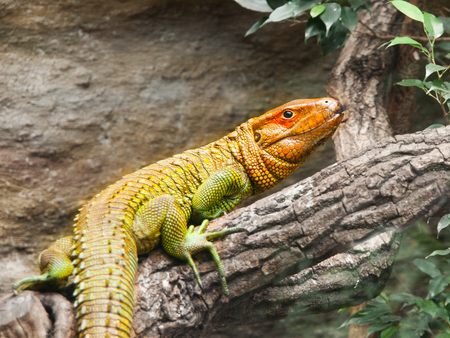 Colorful northern caiman lizard, Dracaena Guianensis, lizard sitting on the tree. Natively found in the jungle of South America.の写真素材