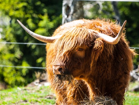 Scottish highland cow with long horns eats in the farmの写真素材
