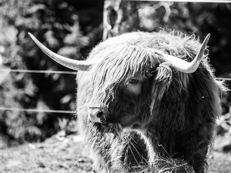 Scottish highland cow with long horns eats in the farm . Black and white image.の写真素材