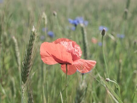 Red poppy flower, Papaver rhoeas, in green spring corn fieldの写真素材