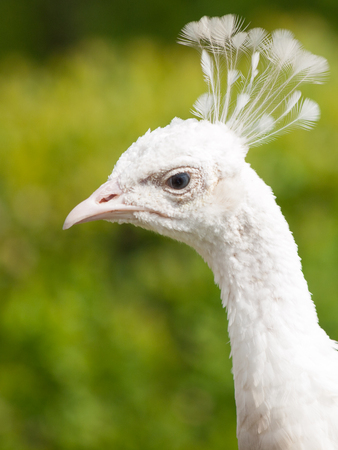 Detailed view of white Indian peacock's head on green park bokeh backgroundの写真素材