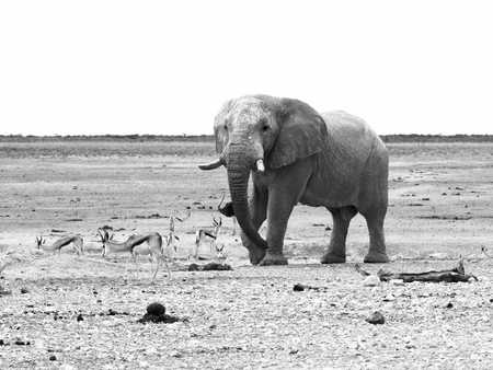 African elephant and impalas in dry landscapeの写真素材