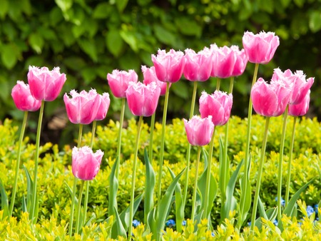 Beautiful pink tulips in the green garden. Sunny summer day detail in the park.の写真素材