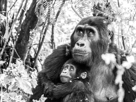 Mountain gorilla family - young baby with sad eyes protected by its mother in the forest, Uganda, Africa. Black and white image.の写真素材