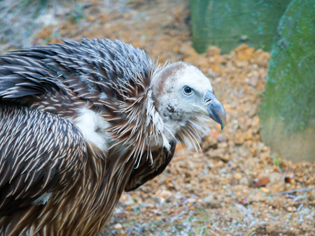 Himalayan griffon vulture, Gyps himalayensis, close-up shot of unique mountain scavenger bird.の写真素材