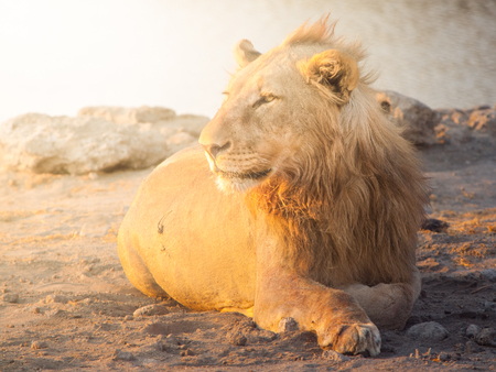 Young male lion having a rest on dusty ground at sunset time, Etosha National Park, Namibia, Africa.の写真素材
