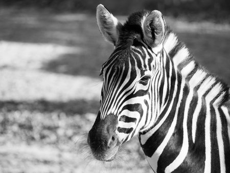 Close-up portrait of Chapmans zebra, Equus quagga chapmanni, in black and whiteの写真素材