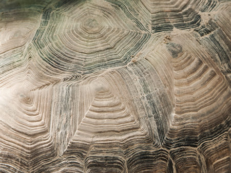 Turtle shell close-up texture. Abystract natural shapes.の写真素材