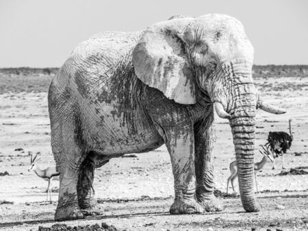 Old huge african elephant standing in dry land of Etosha National Park, Namibia, Africa.の写真素材