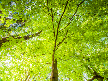 Spring in the forest. Bottom view tree with lush bright green leaves illuminated by sun. Natural background wallpaper.の写真素材