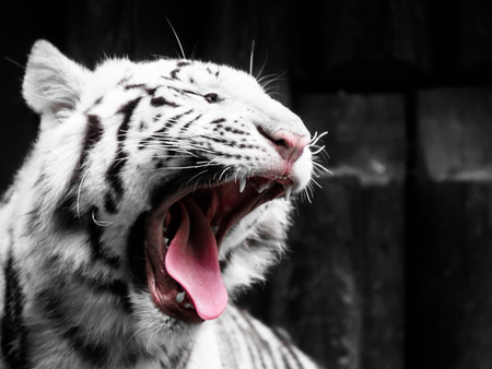 Roaring white tiger portrait. Black and white image.の写真素材