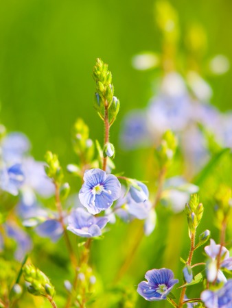 Natural detail with tiny blue-violet tiny blooms and green bokeh background. Sunny spring day theme. Shallow depth of field.の写真素材