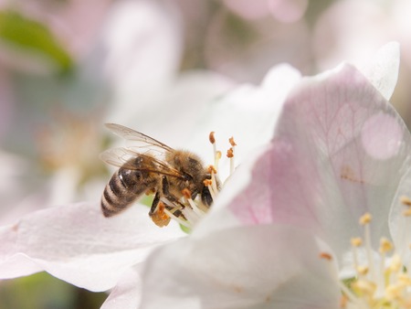 Bee collects nectar and pollen on white cherry bloom with green leaf and sun beams on the background. Spring day theme.の写真素材