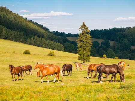 Herd of grazing horses on the pasture in sunny summer evening. Horse farm in the mountains.の写真素材