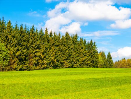 Lush green and freshly mowed meadow on sunny summer day. Rural landspace with green coniferous forest, blue sky and white clouds on the background.の写真素材