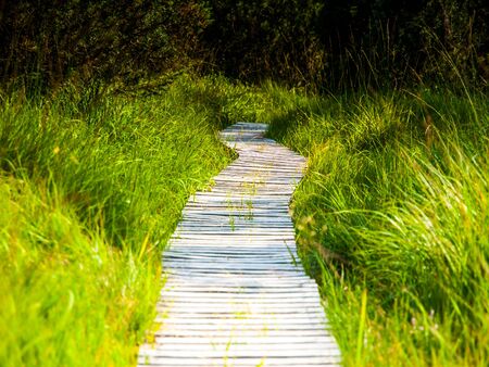Narrow wooden hiking trail in the grass of peat bog area, Georgenfelder Hochmoor, Germany.の写真素材