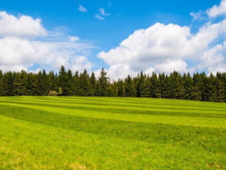 Lush green and freshly mowed meadow on sunny summer day. Rural landspace with green coniferous forest, blue sky and white clouds on the background.の写真素材