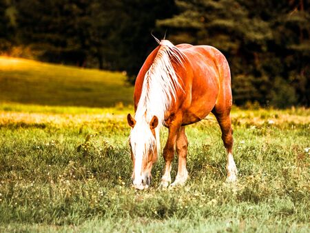 Brown horse with white mane grazing on meadow.の写真素材
