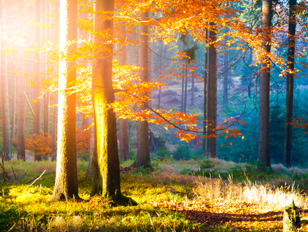 Autumn in beech forest. Beautiful warm scenery with first morning sun rays in misty autumnal forest.の写真素材
