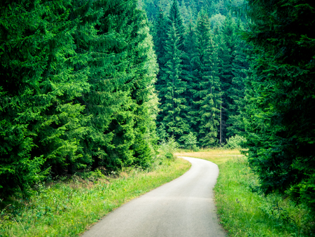 Narrow asphalt road int he green coniferous forest.の写真素材