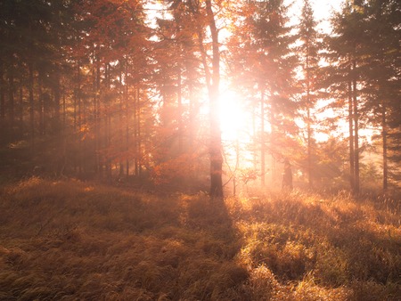 Autumn in beech forest. Beautiful warm scenery with first morning sun rays in misty autumnal forest.の写真素材