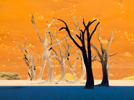 Silhouettes of dead trees in Deadvlei, near Sossusvlei, red dunes of Namib Desert, Namibia, Africa.の写真素材