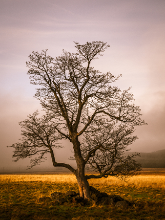 Colorful autumnal landscape after rain with beautiful tree, mist and blue sky. Dramatic scene.の写真素材