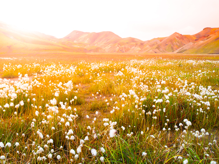 Cotton grass field in Landmannalaugar valley surrounded by rhyolite mountains of the Fjallabak Nature Reserve, Iceland.の写真素材