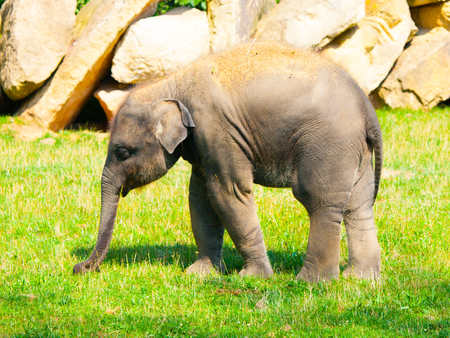 Young indian elephant baby on sunny day.の写真素材