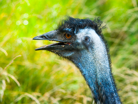 Portrait of emu with open beak. The second largest bird of World endemic to Australia.の写真素材