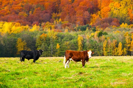 Two cows on a pasture in autumn landscape.の写真素材