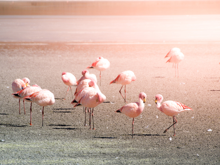 Pink flamingos at saline lake Laguna Hedionda, Andean Altiplano, Bolivia, South America.の写真素材