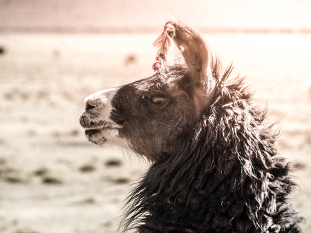 Close-up portrait of brown llama, Andes, South America.の写真素材