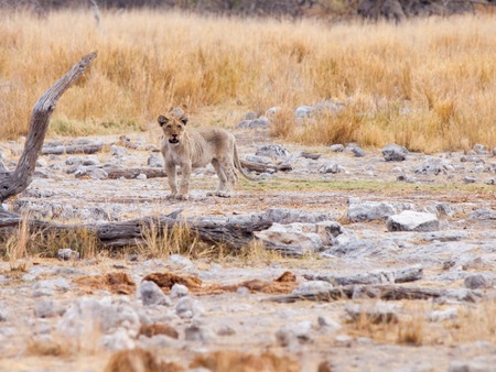 Alone young lion cub in the wild natural habitat, Etosha National Park, Namibia, Africa.の写真素材