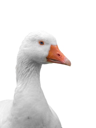 Close-up head of domestic goose isolated on white background.の写真素材