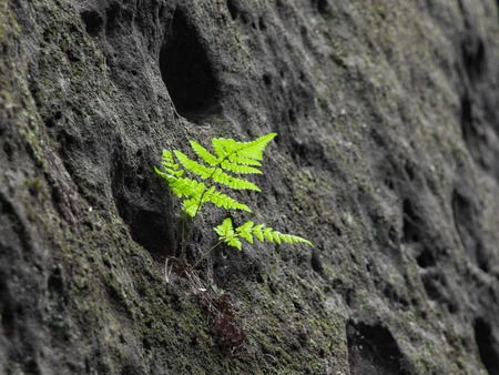 Small green bracken in sandstone wall. Natural detail.の写真素材