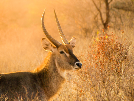 Waterbuck ram portrait in natural habitat, Serengeti National Park, Tanzania, Africa.の写真素材