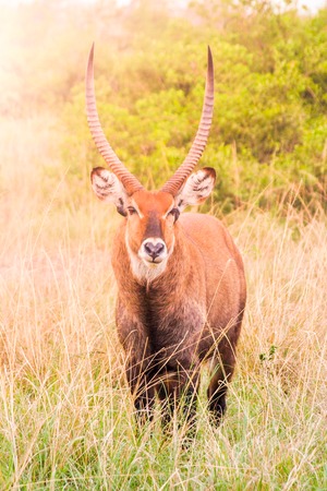 Waterbuck ram portrait in natural habitat, Maasai Mara National Park, Kenya, Africa.の写真素材