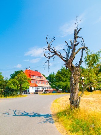Old dry tree at Mountain Hut Vitiska in Ore Mountains, Czech Republic.の写真素材