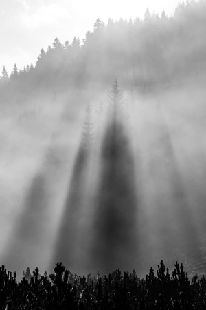 Foggy morning in the nature. Sun beams light through mist with tree silhouettes. Black and white image.の写真素材